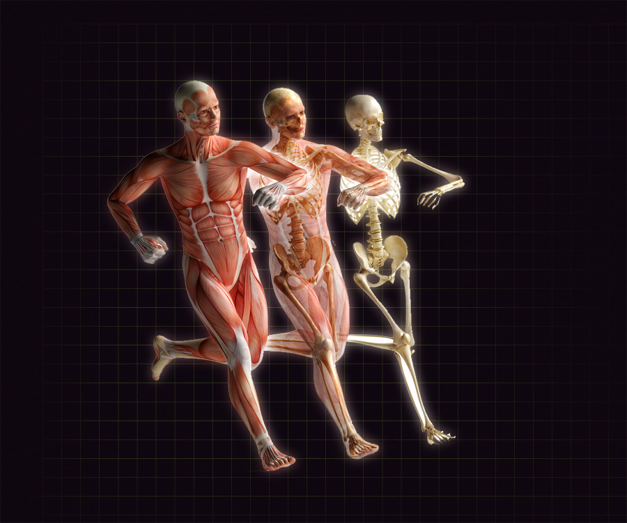 muscular, circulatory, skeletal system image